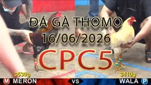 Video phát lại đá gà trực tiếp CPC5 ngày 16062026