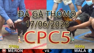 Video phát lại đá gà trực tiếp CPC5 ngày 17062026