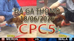 Video phát lại đá gà trực tiếp CPC5 ngày 18062026