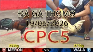 Video phát lại đá gà trực tiếp CPC5 ngày 19062026