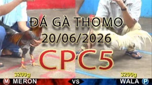 Video phát lại đá gà trực tiếp CPC5 ngày 20062026