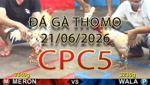 Video phát lại đá gà trực tiếp CPC5 ngày 21062026