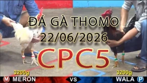 Video phát lại đá gà trực tiếp CPC5 ngày 22062026