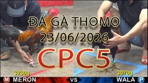 Video phát lại đá gà trực tiếp CPC5 ngày 23062026