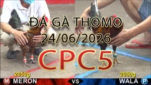Video phát lại đá gà trực tiếp CPC5 ngày 24062026