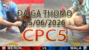 Video phát lại đá gà trực tiếp CPC5 ngày 25062026