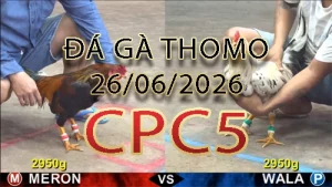 Video phát lại đá gà trực tiếp CPC5 ngày 26062026