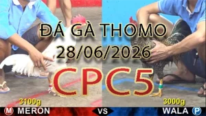Video phát lại đá gà trực tiếp CPC5 ngày 28062026