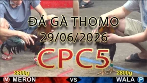 Video phát lại đá gà trực tiếp CPC5 ngày 29062026