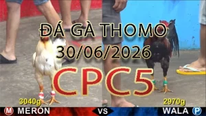 Video phát lại đá gà trực tiếp CPC5 ngày 30062026