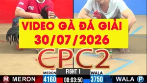 [Đá Gà Giải] Video phát lại đá gà trực tiếp CPC2 ngày 30072026