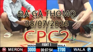 Video phát lại đá gà trực tiếp CPC2 ngày 08072026