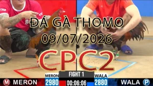 Video phát lại đá gà trực tiếp CPC2 ngày 09072026