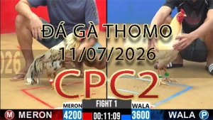 Video phát lại đá gà trực tiếp CPC2 ngày 11072026