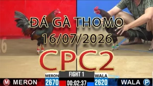 Video phát lại đá gà trực tiếp CPC2 ngày 16072026