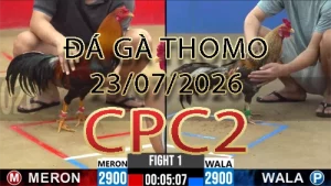 Video phát lại đá gà trực tiếp CPC2 ngày 23072026