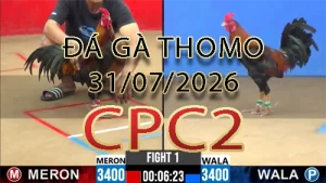Video phát lại đá gà trực tiếp CPC2 ngày 31072026