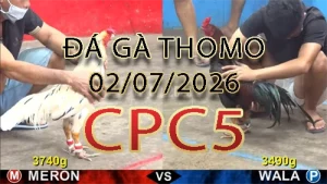 Video phát lại đá gà trực tiếp CPC5 ngày 02072026