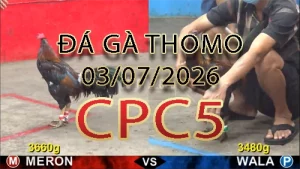 Video phát lại đá gà trực tiếp CPC5 ngày 03072026