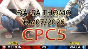 Video phát lại đá gà trực tiếp CPC5 ngày 05072026