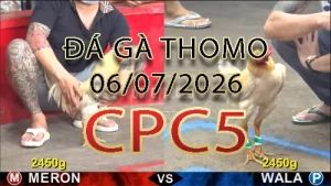 Video phát lại đá gà trực tiếp CPC5 ngày 06072026