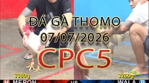 Video phát lại đá gà trực tiếp CPC5 ngày 07072026