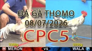 Video phát lại đá gà trực tiếp CPC5 ngày 08072026