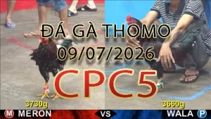 Video phát lại đá gà trực tiếp CPC5 ngày 09072026