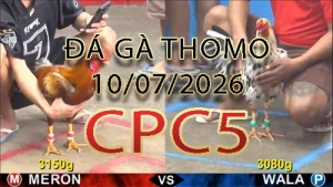 Video phát lại đá gà trực tiếp CPC5 ngày 10072026