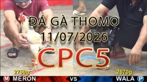 Video phát lại đá gà trực tiếp CPC5 ngày 11072026
