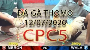 Video phát lại đá gà trực tiếp CPC5 ngày 12072026