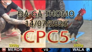 Video phát lại đá gà trực tiếp CPC5 ngày 14072026