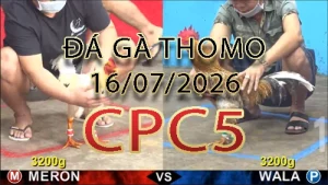 Video phát lại đá gà trực tiếp CPC5 ngày 16072026