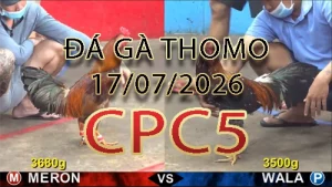 Video phát lại đá gà trực tiếp CPC5 ngày 17072026