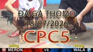 Video phát lại đá gà trực tiếp CPC5 ngày 18072026