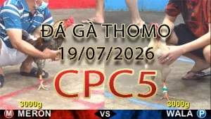 Video phát lại đá gà trực tiếp CPC5 ngày 19072026