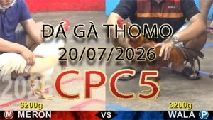 Video phát lại đá gà trực tiếp CPC5 ngày 20072026