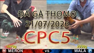 Video phát lại đá gà trực tiếp CPC5 ngày 21072026