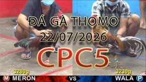 Video phát lại đá gà trực tiếp CPC5 ngày 22072026