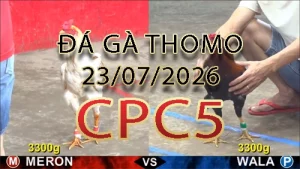 Video phát lại đá gà trực tiếp CPC5 ngày 23072026