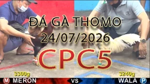 Video phát lại đá gà trực tiếp CPC5 ngày 24072026