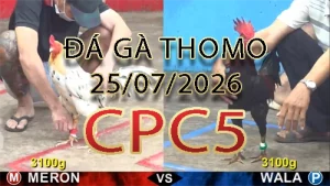 Video phát lại đá gà trực tiếp CPC5 ngày 25072026
