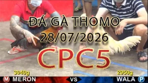 Video phát lại đá gà trực tiếp CPC5 ngày 28072026
