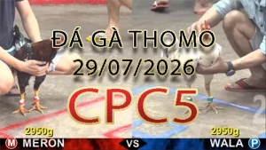 Video phát lại đá gà trực tiếp CPC5 ngày 29072026