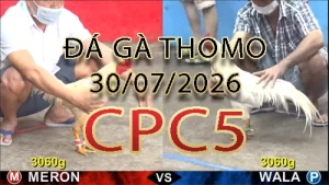 Video phát lại đá gà trực tiếp CPC5 ngày 30072026