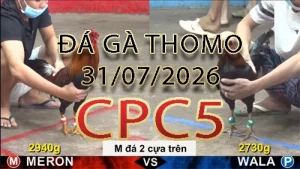 Video phát lại đá gà trực tiếp CPC5 ngày 31072026