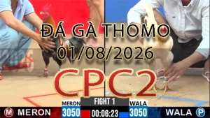 Video phát lại đá gà trực tiếp CPC2 ngày 01082026