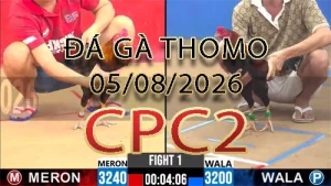 Video phát lại đá gà trực tiếp CPC2 ngày 05082026