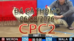 Video phát lại đá gà trực tiếp CPC2 ngày 06082026
