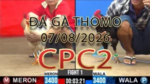 Video phát lại đá gà trực tiếp CPC2 ngày 07082026